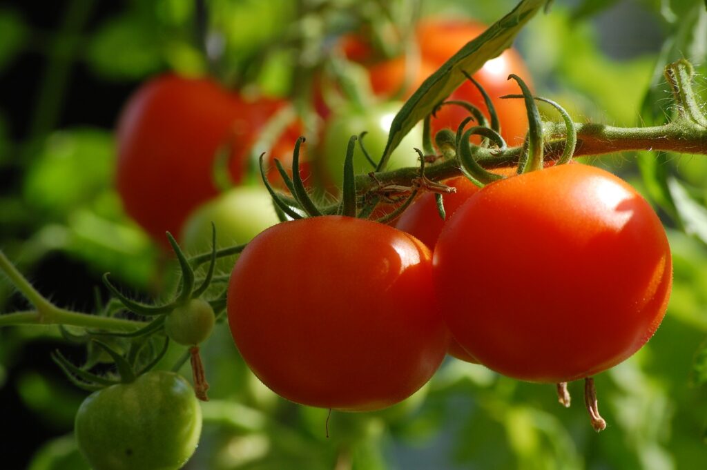 Kdy začít Předpěstovávat rajčata?