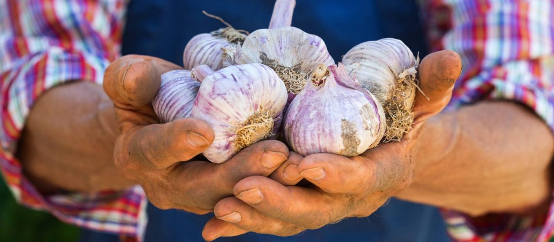 Senior man, farmer, worker holding in hands harvest of organic fresh garlic. Bio and organic cultures, farming, private garden, orchard, natural economy