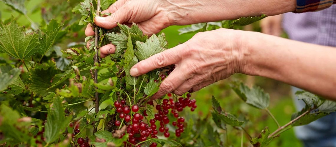 farming, gardening and people concept - senior woman harvesting red currant at summer garden