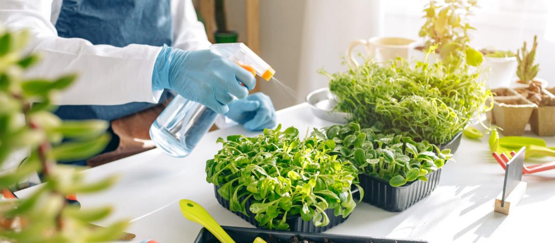 Unrecognizable gardener growing microgreens indoors close up photo